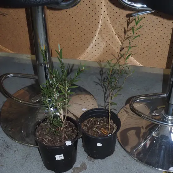 2x potted bottle brushes