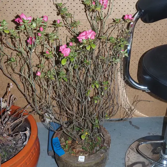 camelia in terracotta planter Planter H-240