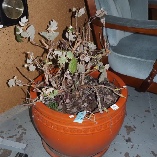 orange glazed garden planter with grapevine? H-340