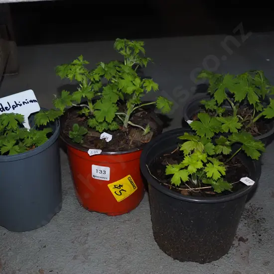 4x potted delphiniums