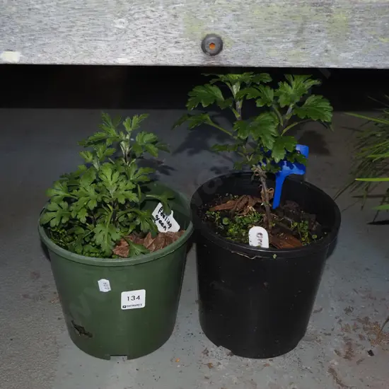 2x potted chrysanthemums
