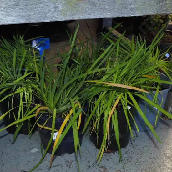 7x potted yellow eyed grasses