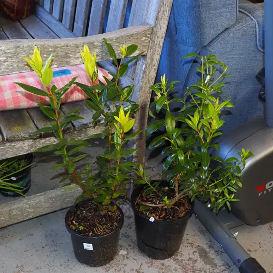 2x potted pohutukawa