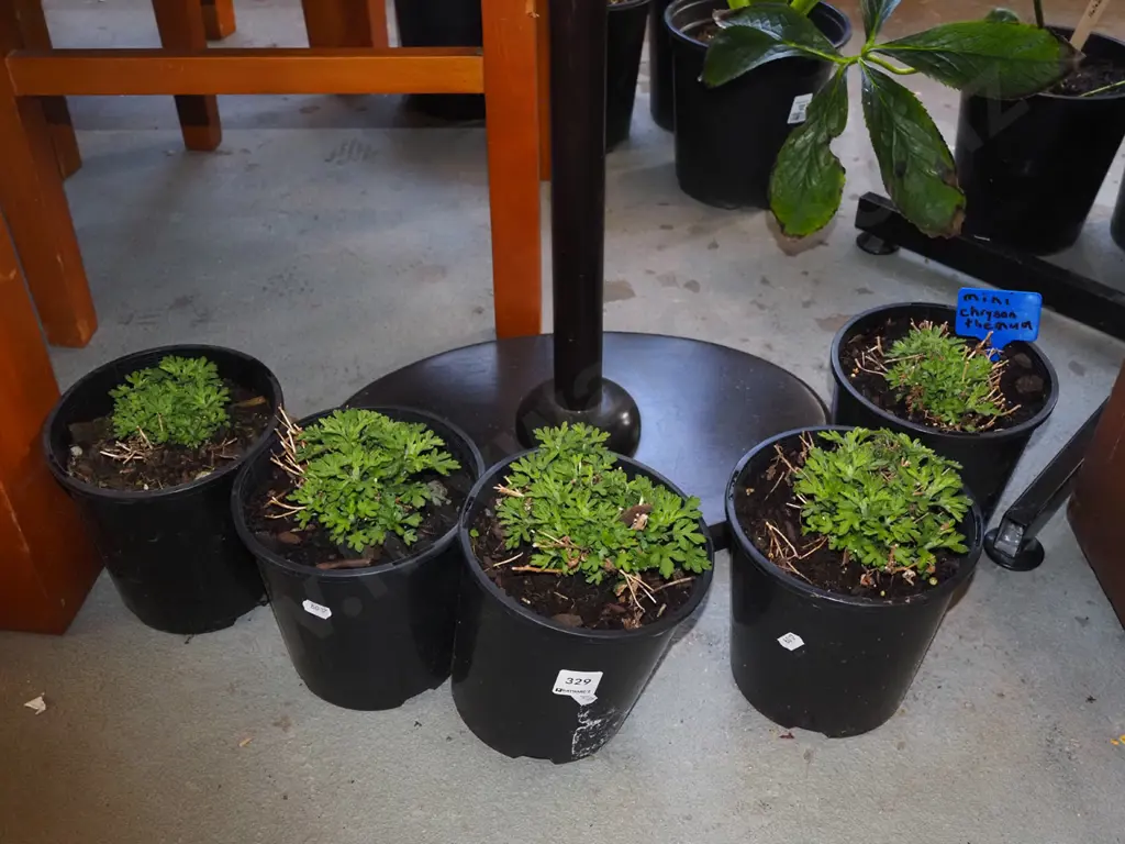 5x potted mini chrysanthemums Image 1++