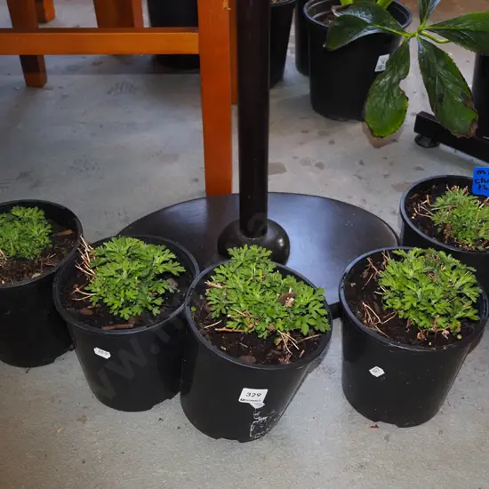 5x potted mini chrysanthemums