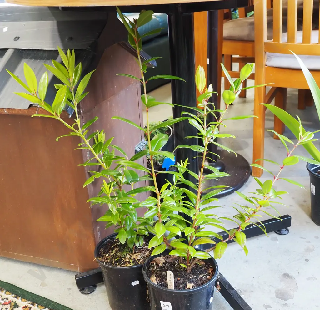 2x potted pohutukawa Image 1++