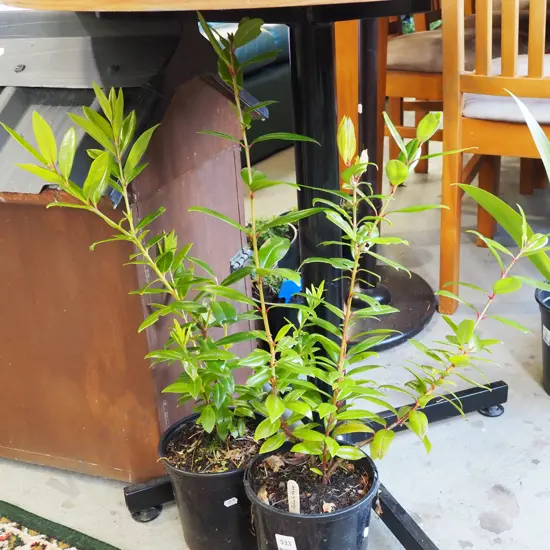 2x potted pohutukawa