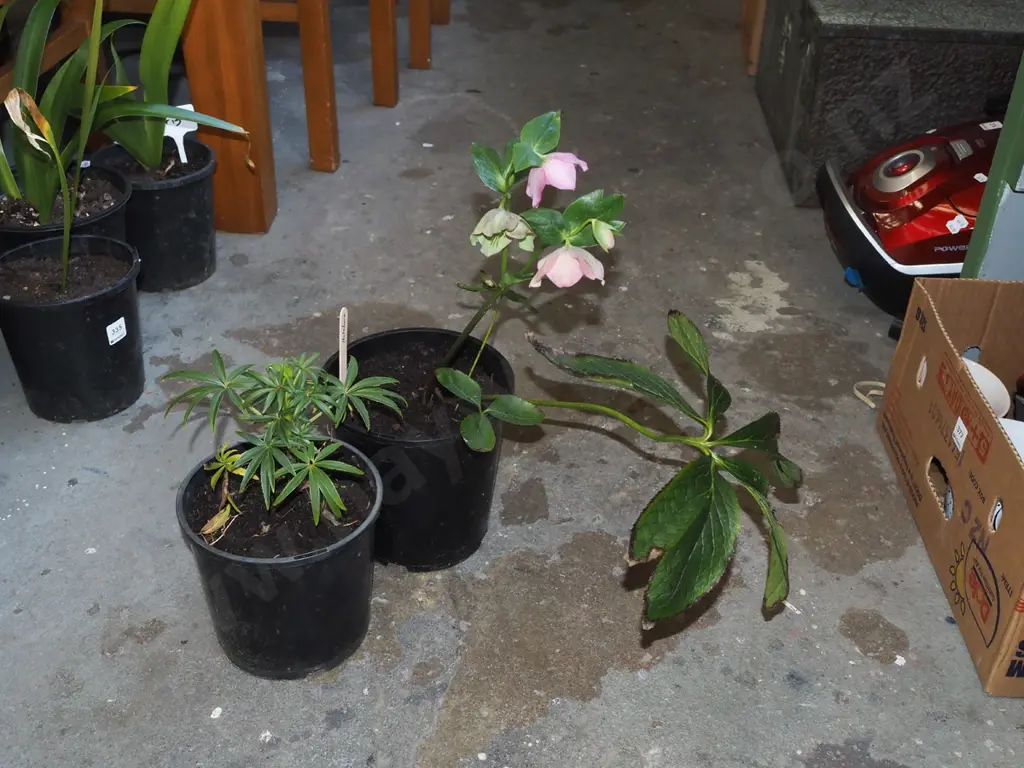 2x potted hellebores Image 1++