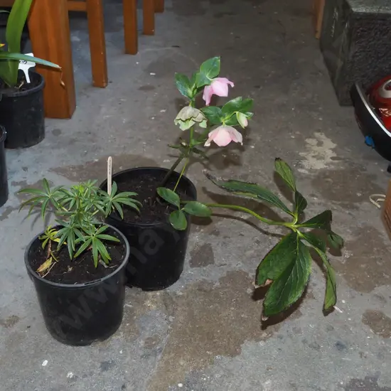2x potted hellebores