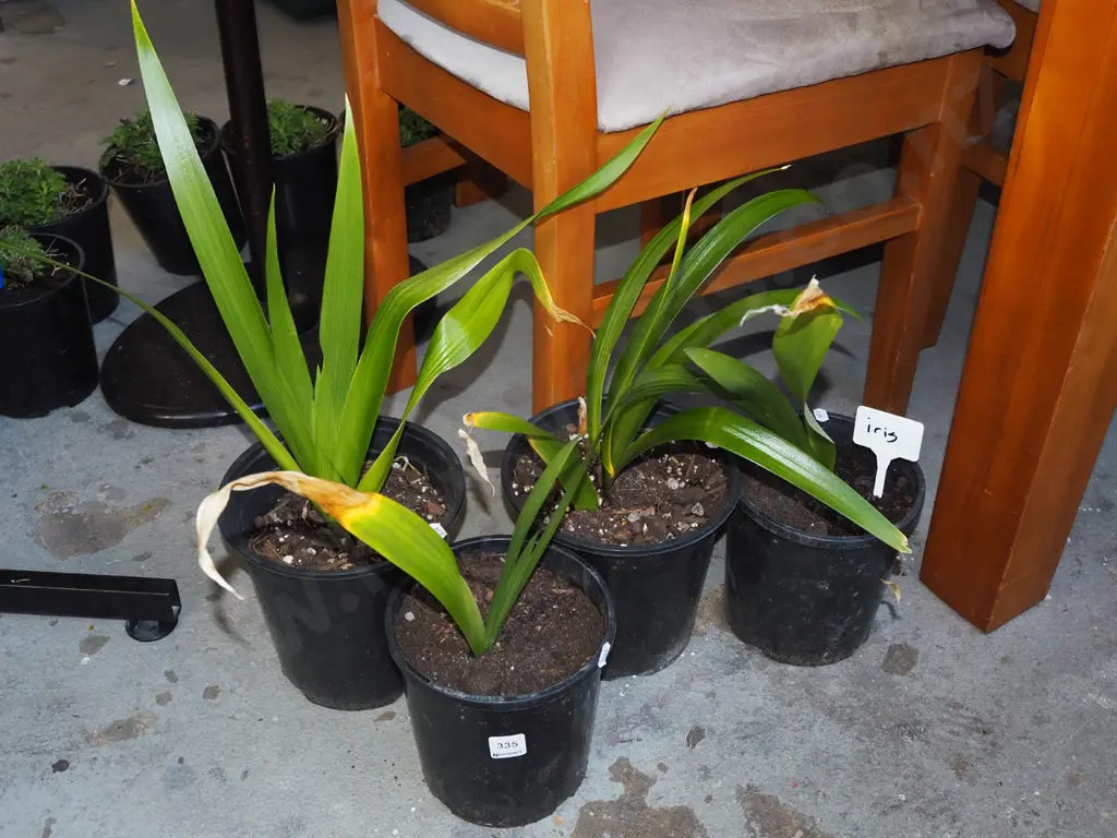 4x potted irises Image 1++