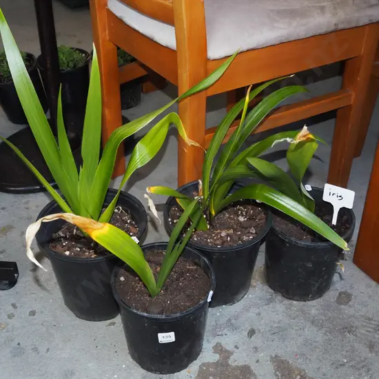 4x potted irises