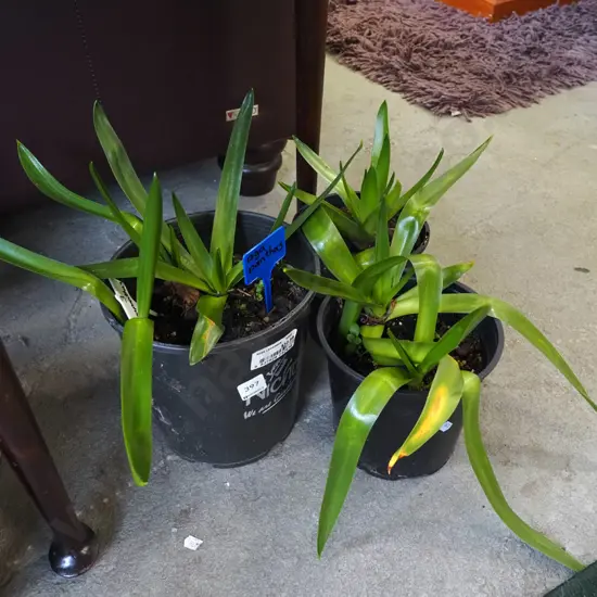 3x potted agapanthus