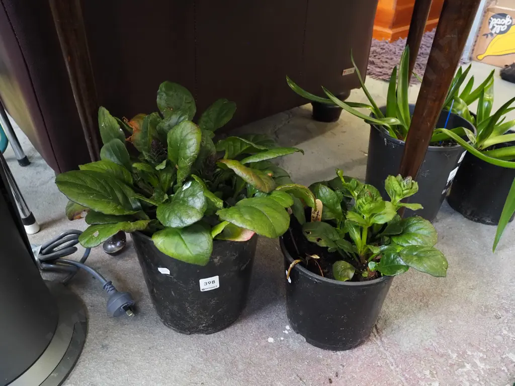 2x potted black scallops ajuga Image 1++