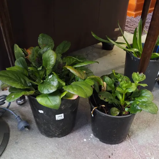 2x potted black scallops ajuga