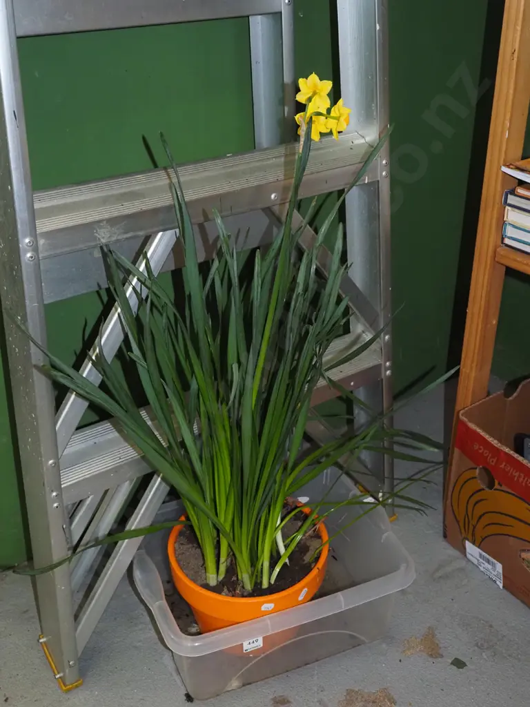 daffodils in orange planter Image 1++
