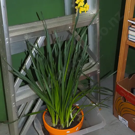 daffodils in orange planter