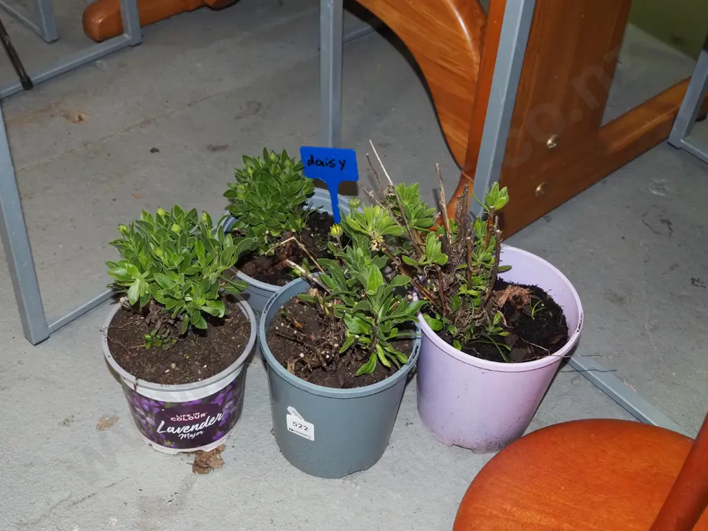 4x potted daisies Image 1++