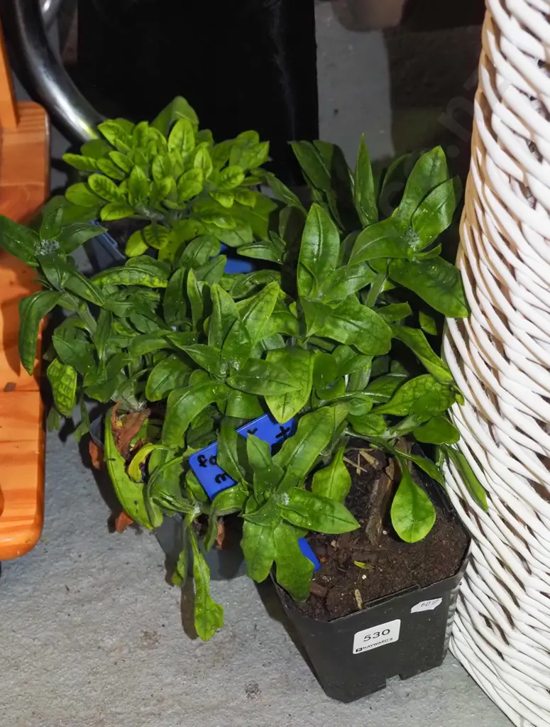 4x potted forget me nots Image 1++