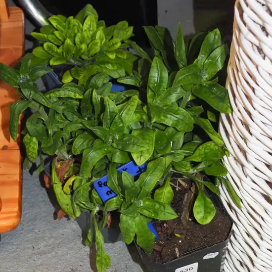 4x potted forget me nots