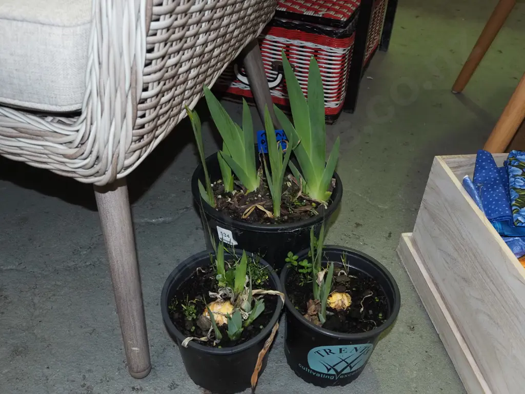 3x potted mini purple irises Image 1++