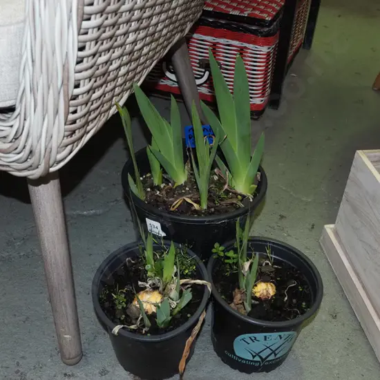 3x potted mini purple irises