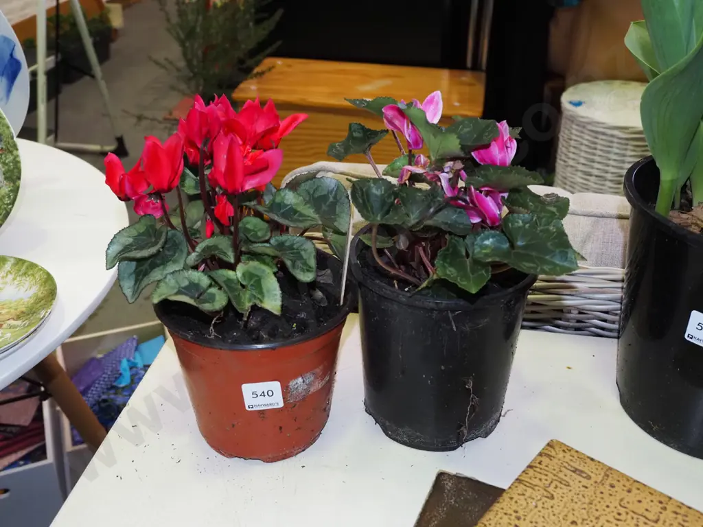 2x potted cyclamens Image 1++