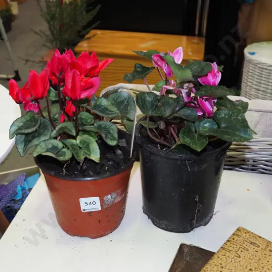 2x potted cyclamens