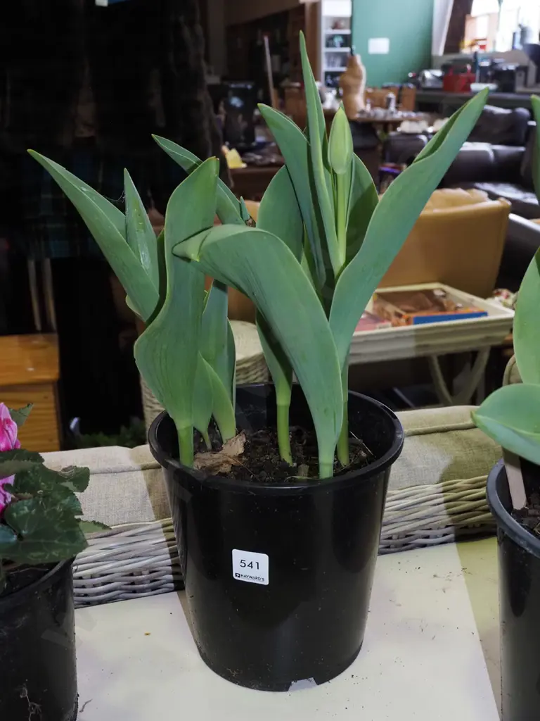 potted tulips Image 1++