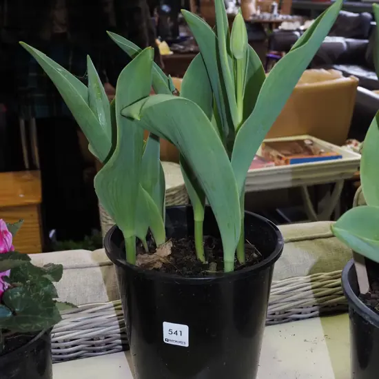potted tulips