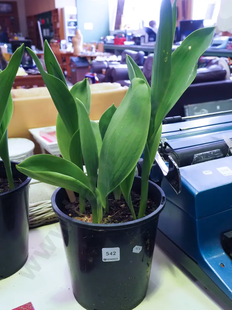 potted tulips Image 1++