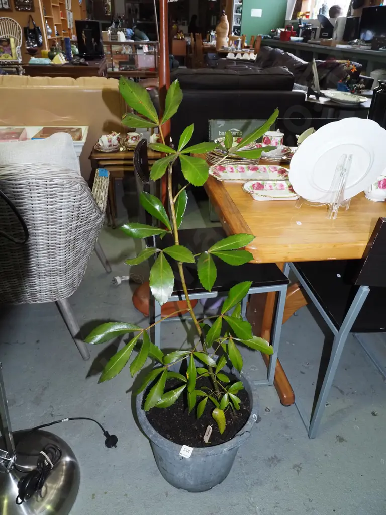 potted pseudopanax H1000 Image 1++
