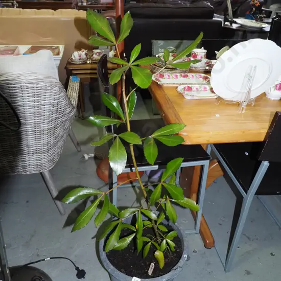 potted pseudopanax H1000