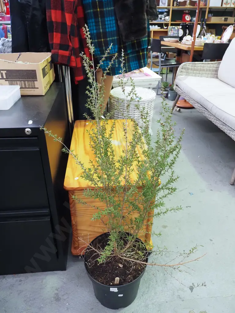 potted manuka Image 1++