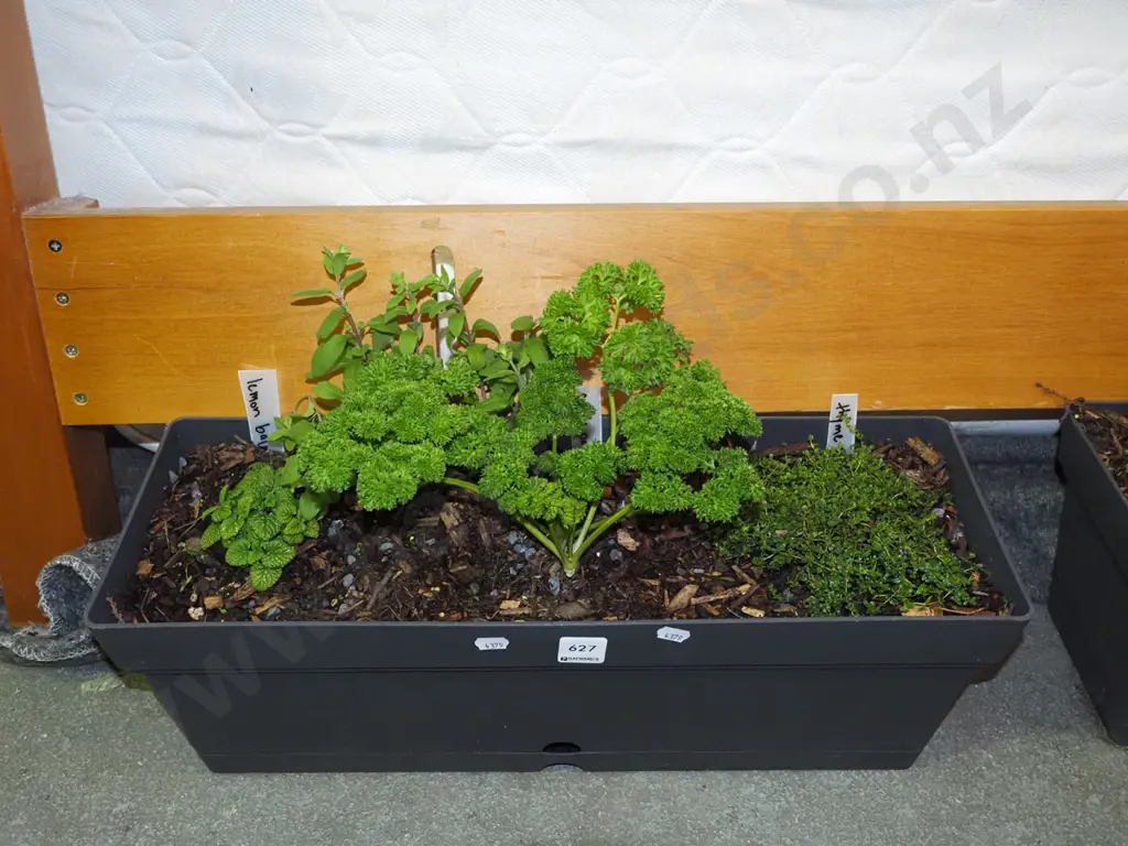 trough of herbs - lemon balm, marjoram, thyme Image 1++