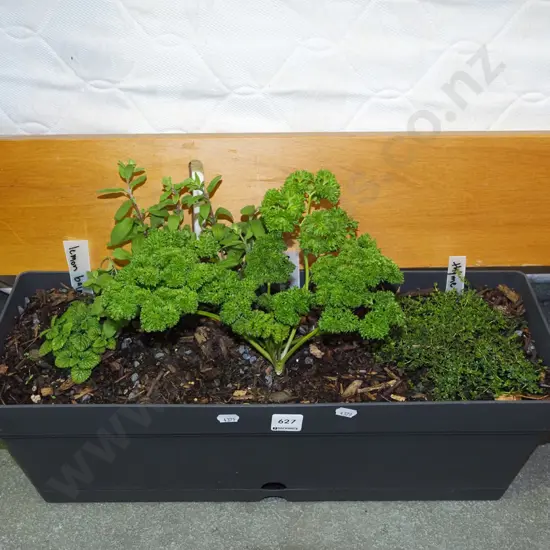 trough of herbs - lemon balm, marjoram, thyme