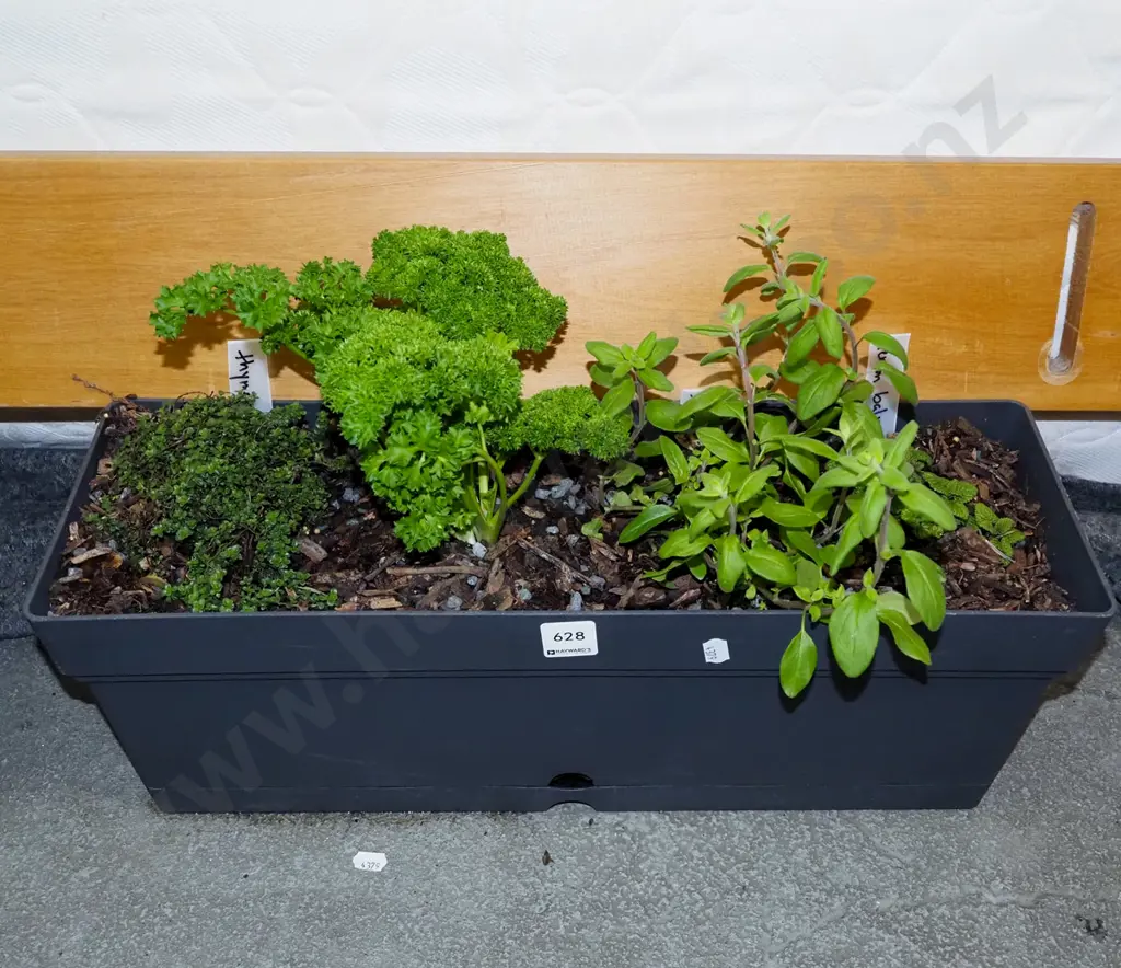 trough of herbs - lemon balm, marjoram, thyme Image 1++