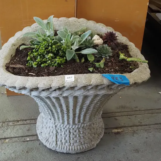 concrete planter basket and succulents etc H370