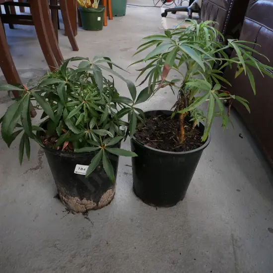 2x potted hellebores