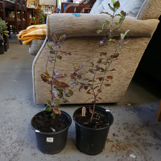 2x potted red matipo