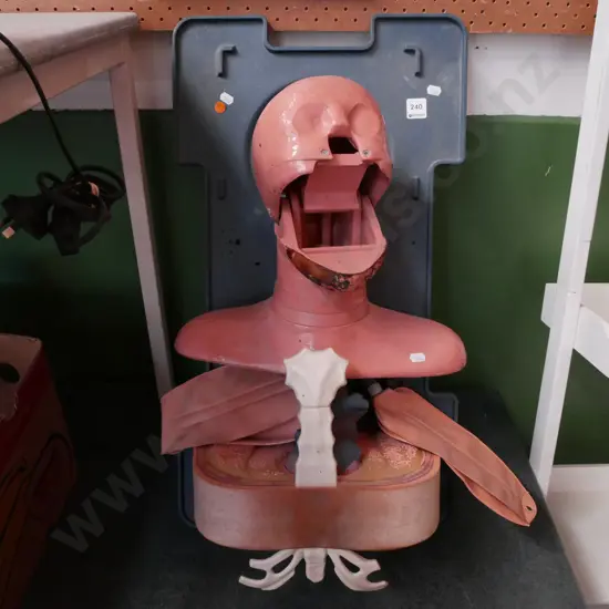 unusual anatomical figure - lungs