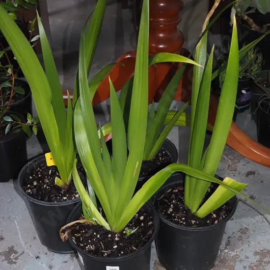 4x potted large irises