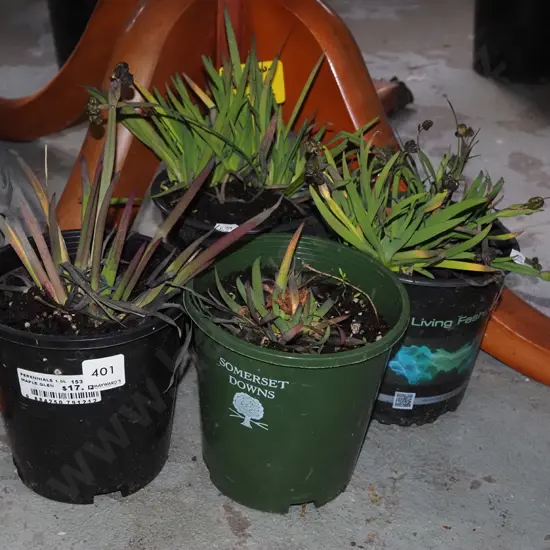 4x potted yellow eyed grasses