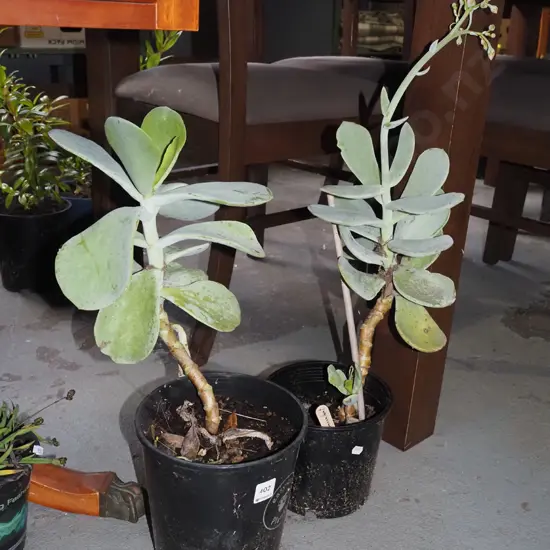 2x potted succulents