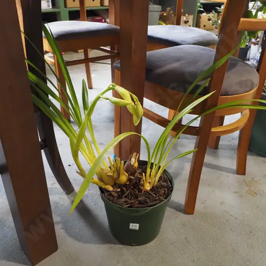 potted orchid about to flower