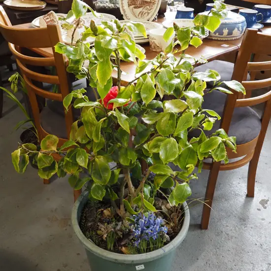 potted camelia with purple flowering dwarf irises