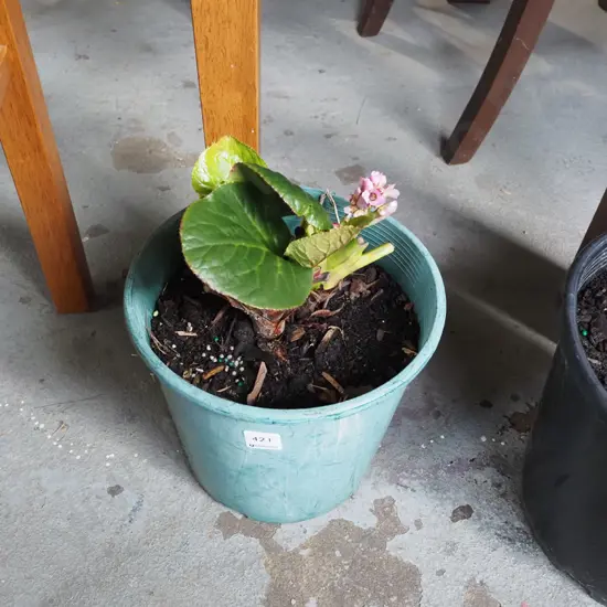 potted begonia