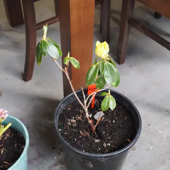potted yellow flowering rhodendron