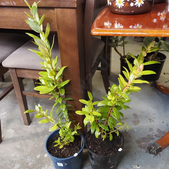 2x potted pohutukawa