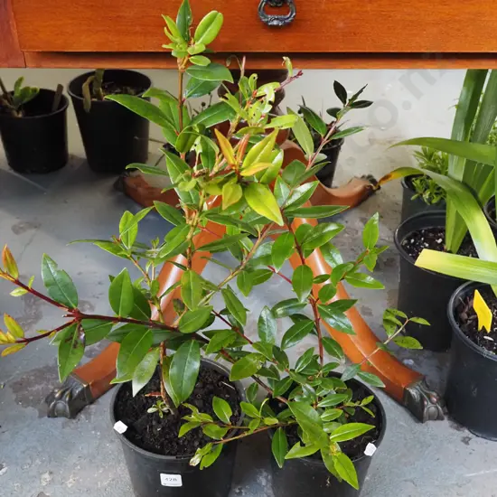 2x potted pohutukawa