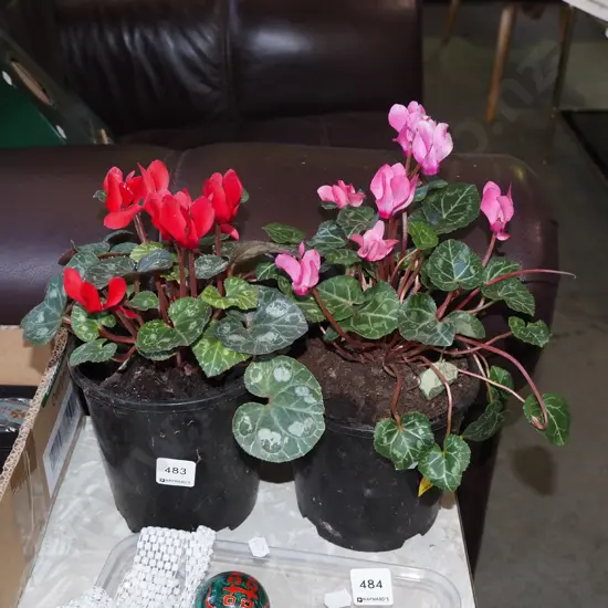 potted pink and red cyclamens